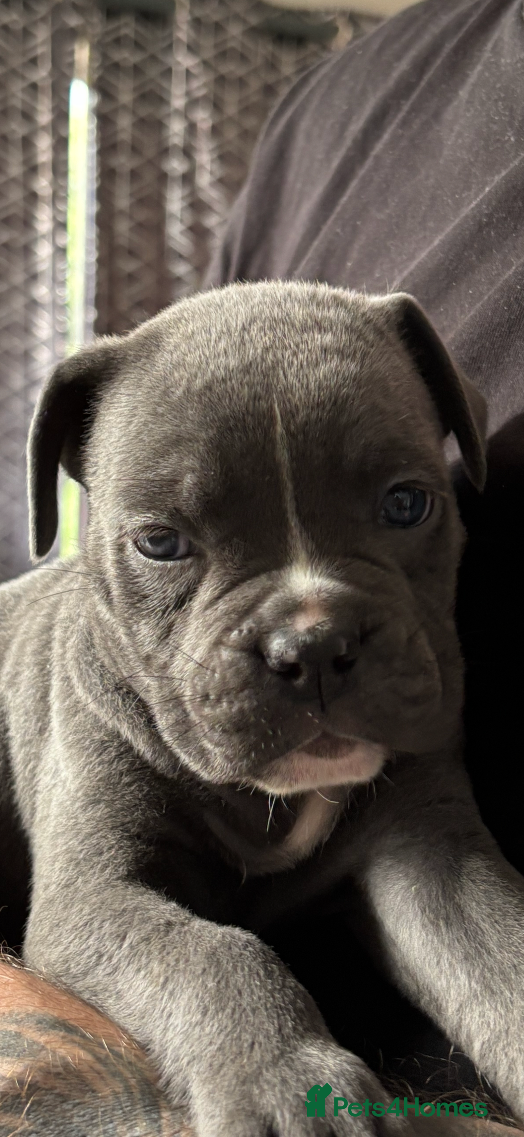 Mixed Breed dogs for sale: canó corso cross british bulldog stunning colours  - Image 35