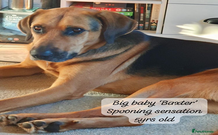 Mixed Breed dogs - Advert 1
