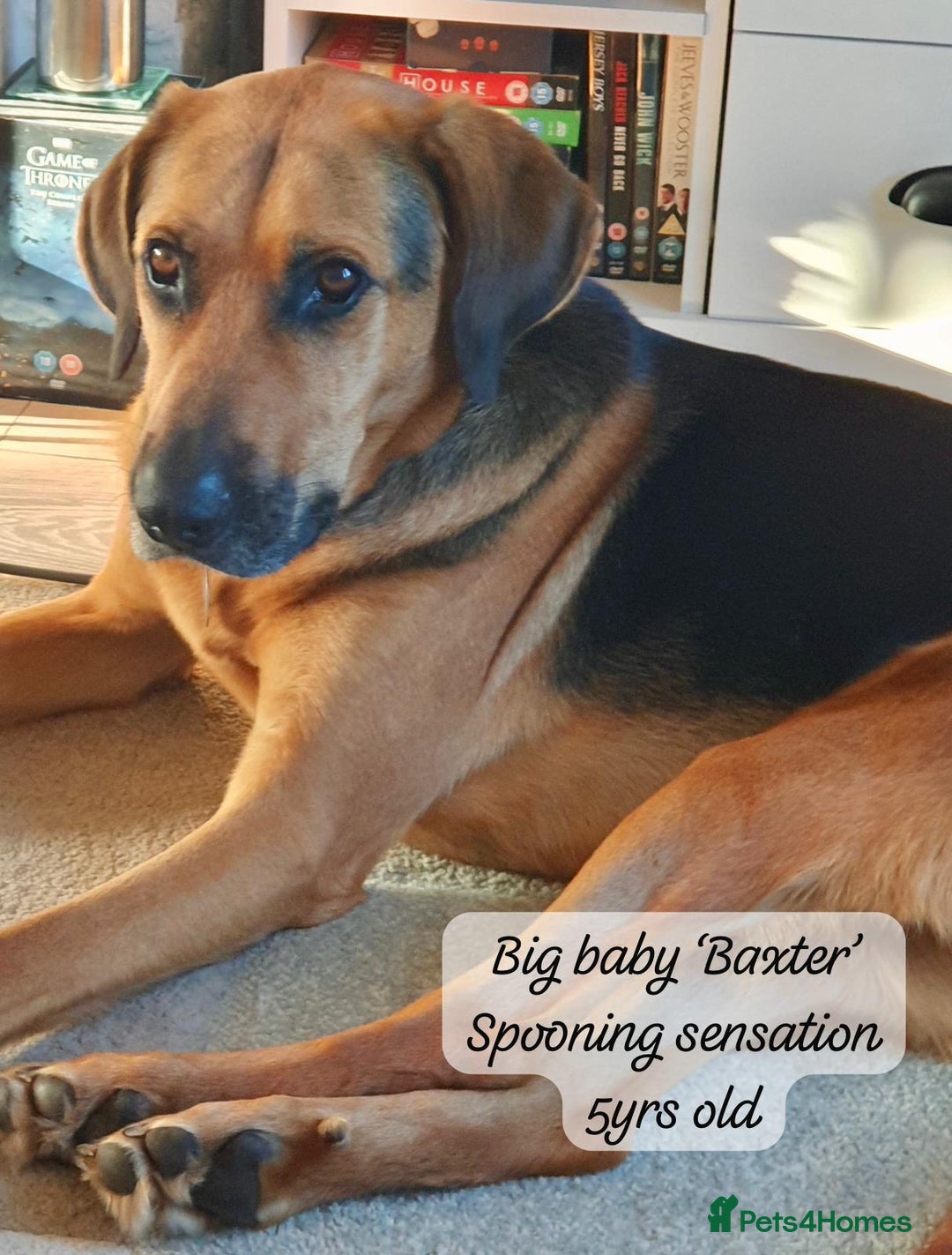 Mixed Breed dogs for adoption: Baxter, 5 yrs old boy. Available for adoption. - Image 1