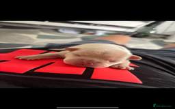 French Bulldog dogs for sale: French bulldog puppies  - Image 10