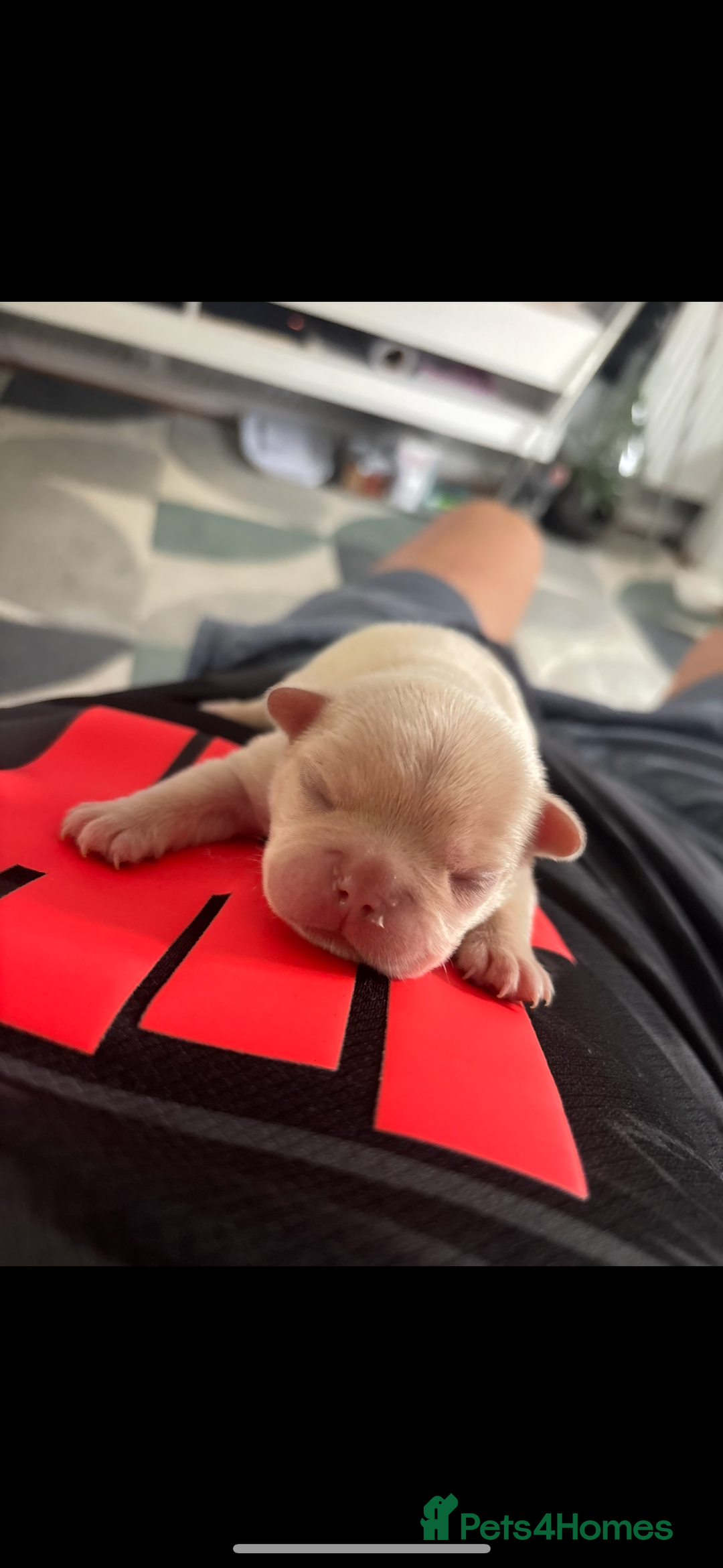 French Bulldog dogs for sale: French bulldog puppies  - Image 10