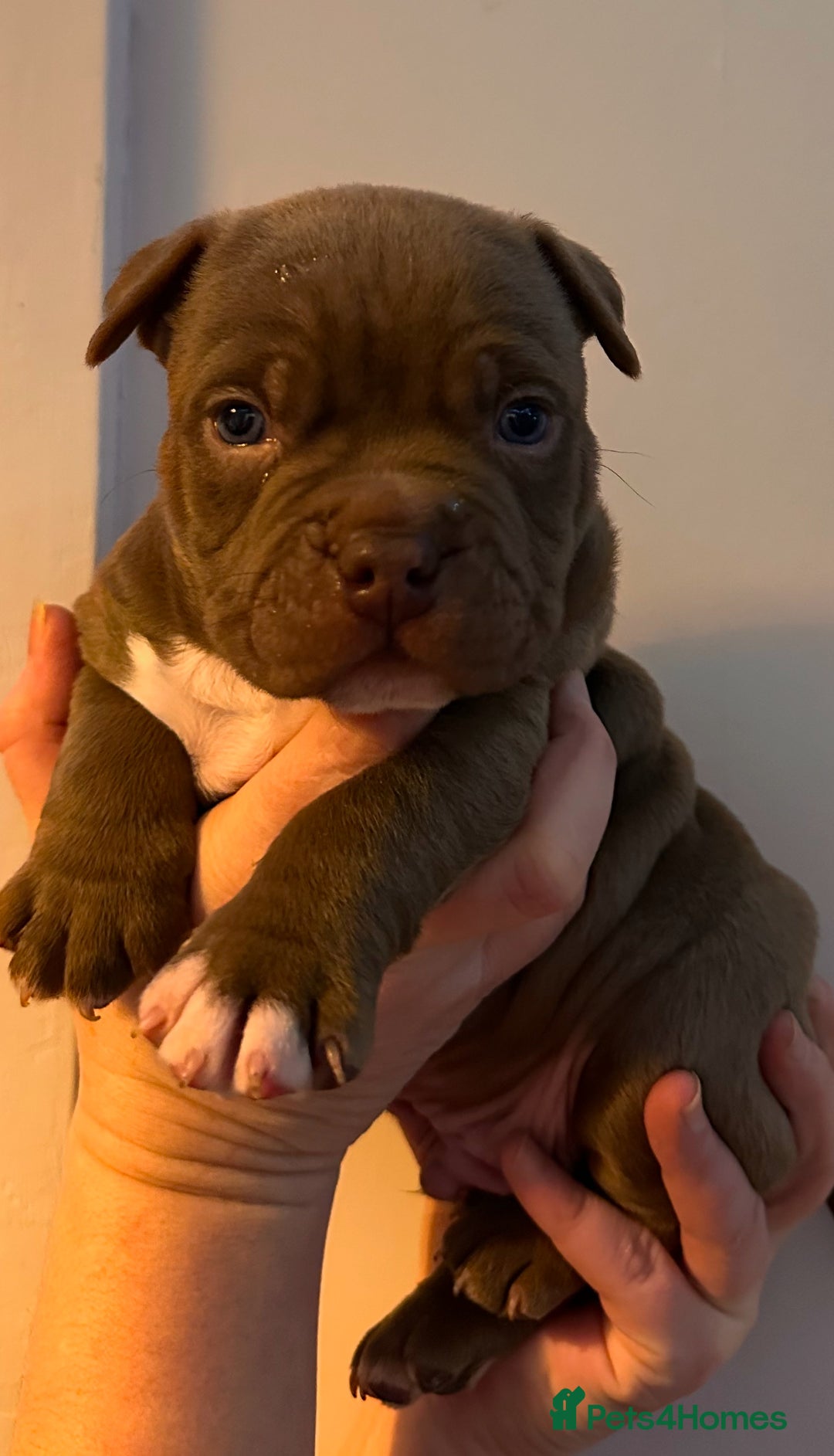 American Bully Shorty Bull Breed Micro Bully Shorty Bull With