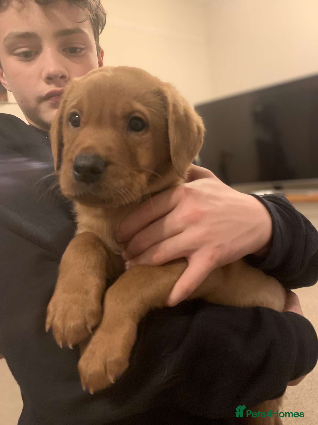 Labrador Retriever dogs kc registered Labrador puppies - Advert 1