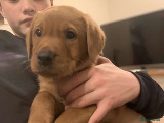 Labrador Retriever dogs kc registered Labrador puppies - Advert 2