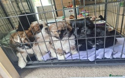 Shih Tzu dogs for sale: Shih tzu - Image 6