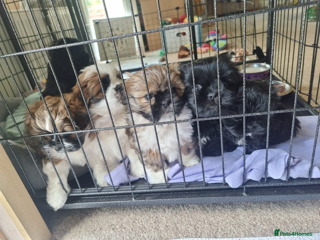 Shih Tzu dogs for sale: Shih tzu - Image 6
