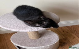 British Shorthair cats for sale: Black British Shorthair male  - Image 9