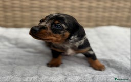 Dachshund dogs for sale: 3 Gorgeous Girl Dachshund Puppies  - Image 6