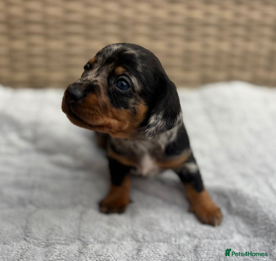 Dachshund dogs for sale: 3 Gorgeous Girl Dachshund Puppies  - Image 6