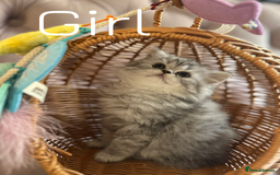 British Longhair cats for sale: British Long Hair Kittens - Image 13