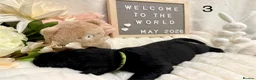 Labrador Retriever dogs for sale: Gorgeous Black Labrador Puppies  in Banstead - Advert 17