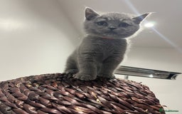 British Shorthair cats for sale: Reduced to clear Britsh shorthair Pure blue Girl  - Advert 8