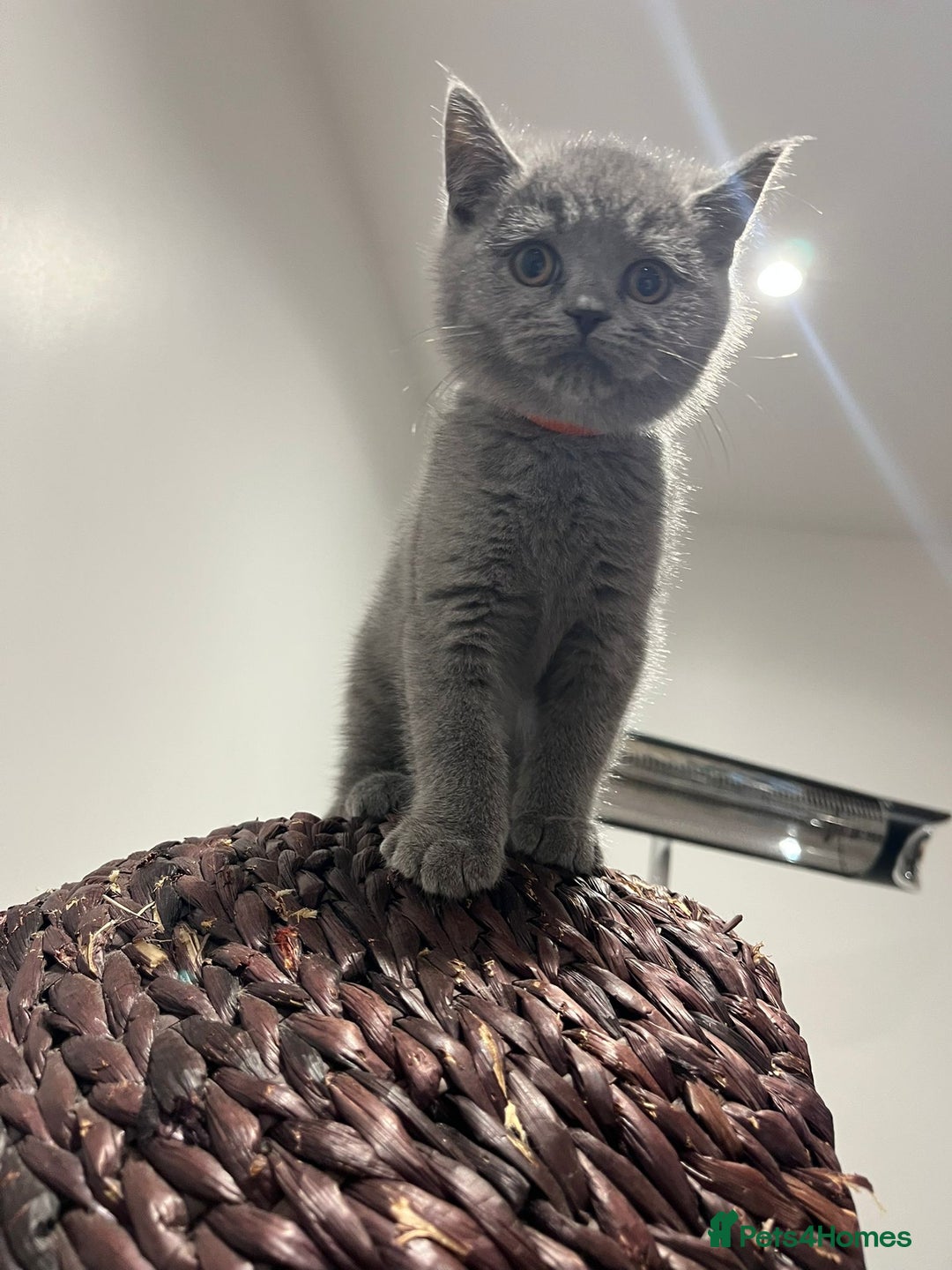 British Shorthair cats for sale: Reduced to clear Britsh shorthair Pure blue Girl  - Advert 8