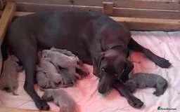 Weimaraner dogs for sale: M & F BLUE and SILVER KC proven bloodline.  - Image 9