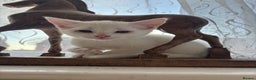 American Shorthair cats for sale: Kitties for sale  - Advert 3
