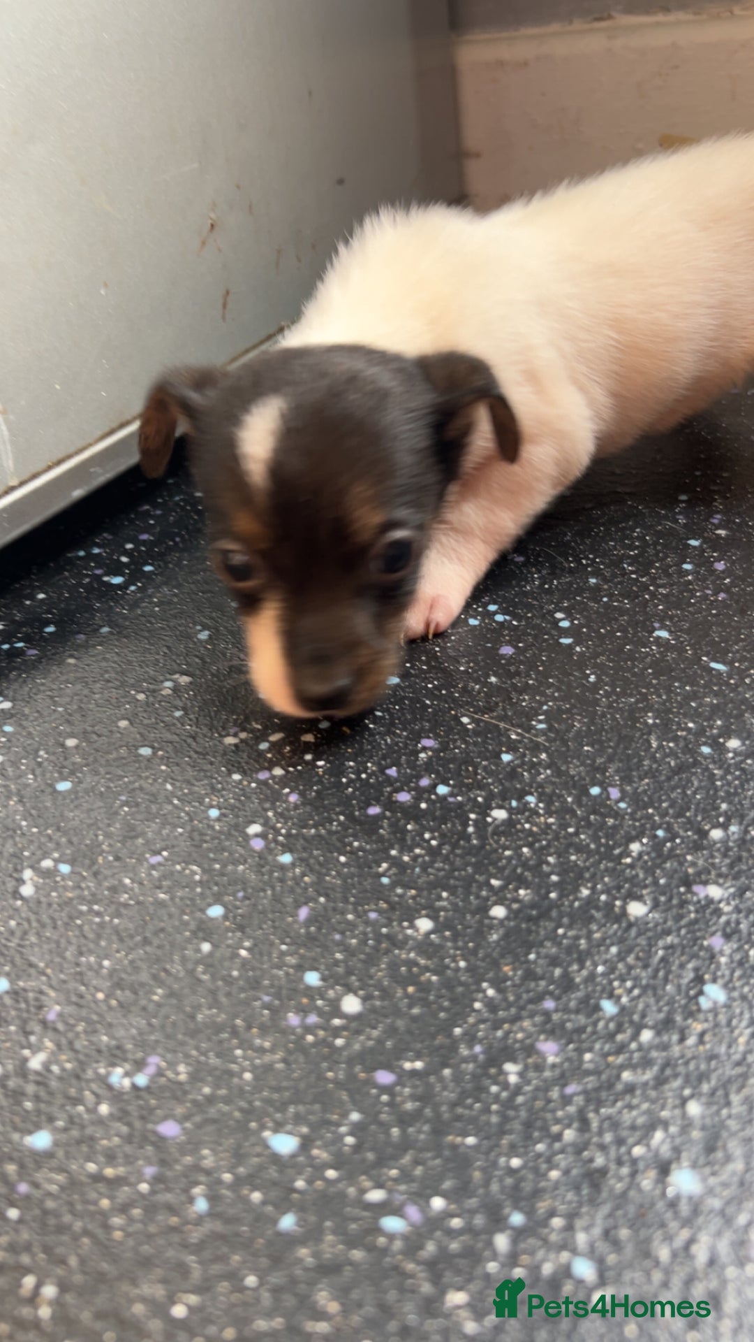 Jack Russell dogs for sale: Jack Russell  - Image 13