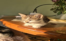Mixed Breed cats for sale: Adorable 7 Mixed Breed Kittens 🐾 - Image 12
