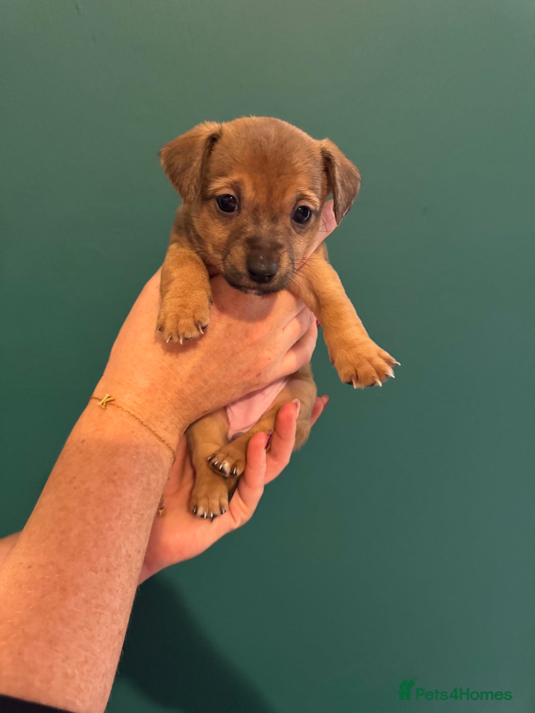 Mixed Breed dogs for sale: Dachshund x Jack Russel Puppies  - Image 9