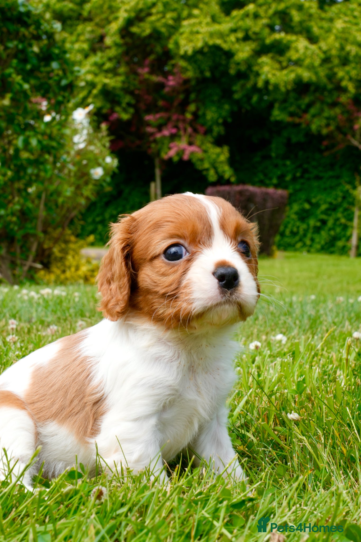 Cavalier King Charles Spaniel dogs for sale: Cavalier King Charles Puppies - Advert 11