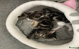 Mixed Breed cats for sale: 2 x 11 week old Female Kittens must go together!  - Image 7