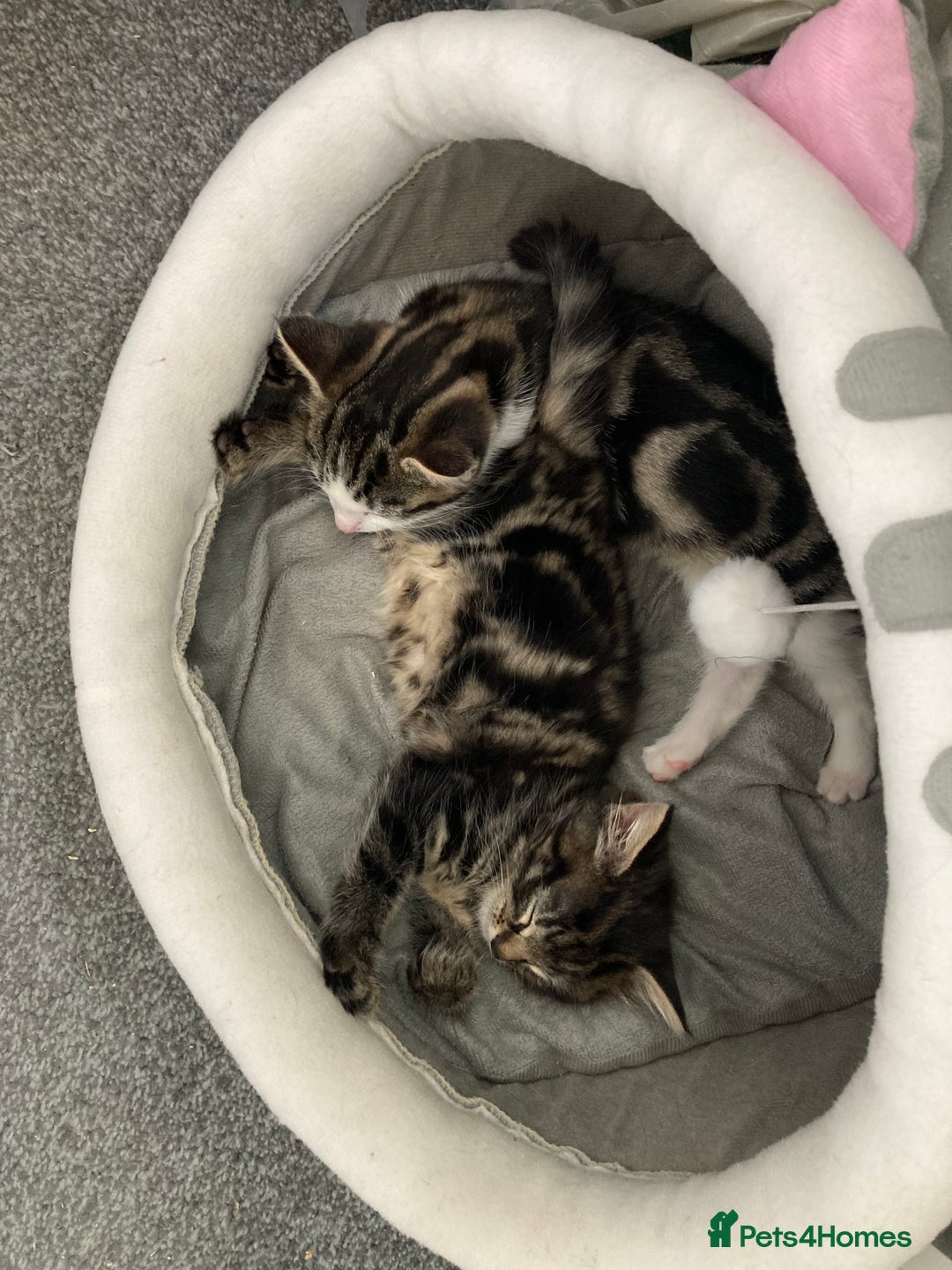 Mixed Breed cats for sale: 2 x 11 week old Female Kittens must go together!  - Image 7