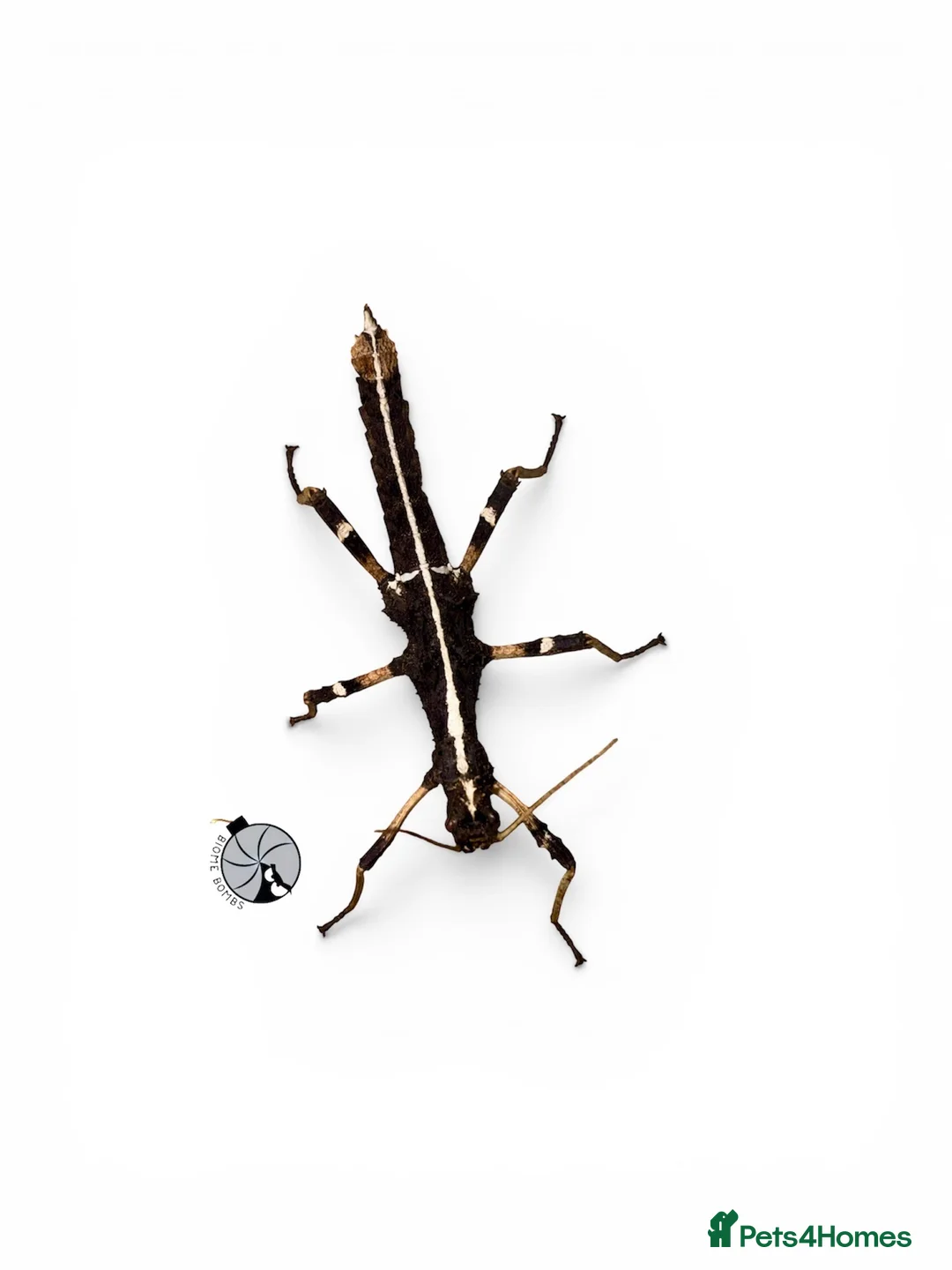 Stick Insects invertebrates for sale: X5 SUNNY STICK INSECTS happy to ship  - Advert 3