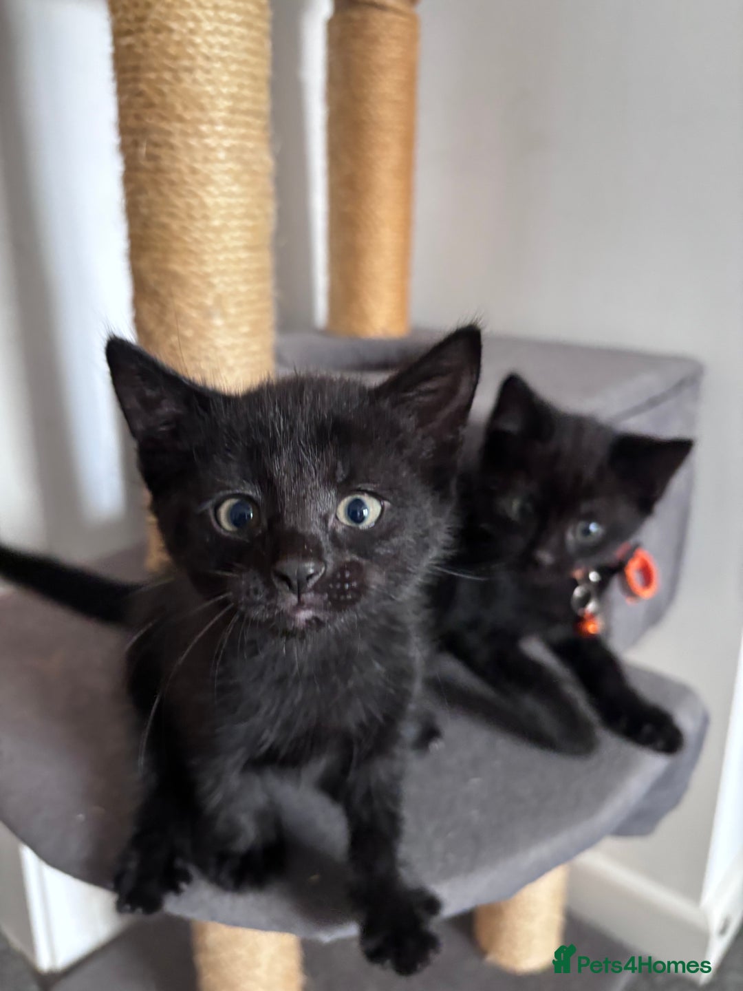 Mixed Breed cats for sale: Mixed breed Bengal kittens - Image 6