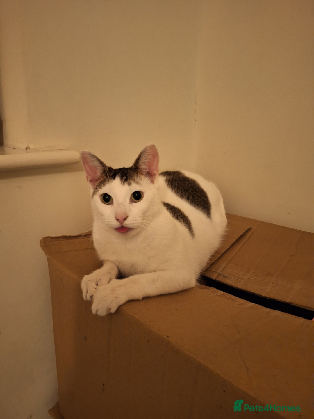 Mixed Breed cats for sale: 2 cats for rehome - Advert 2