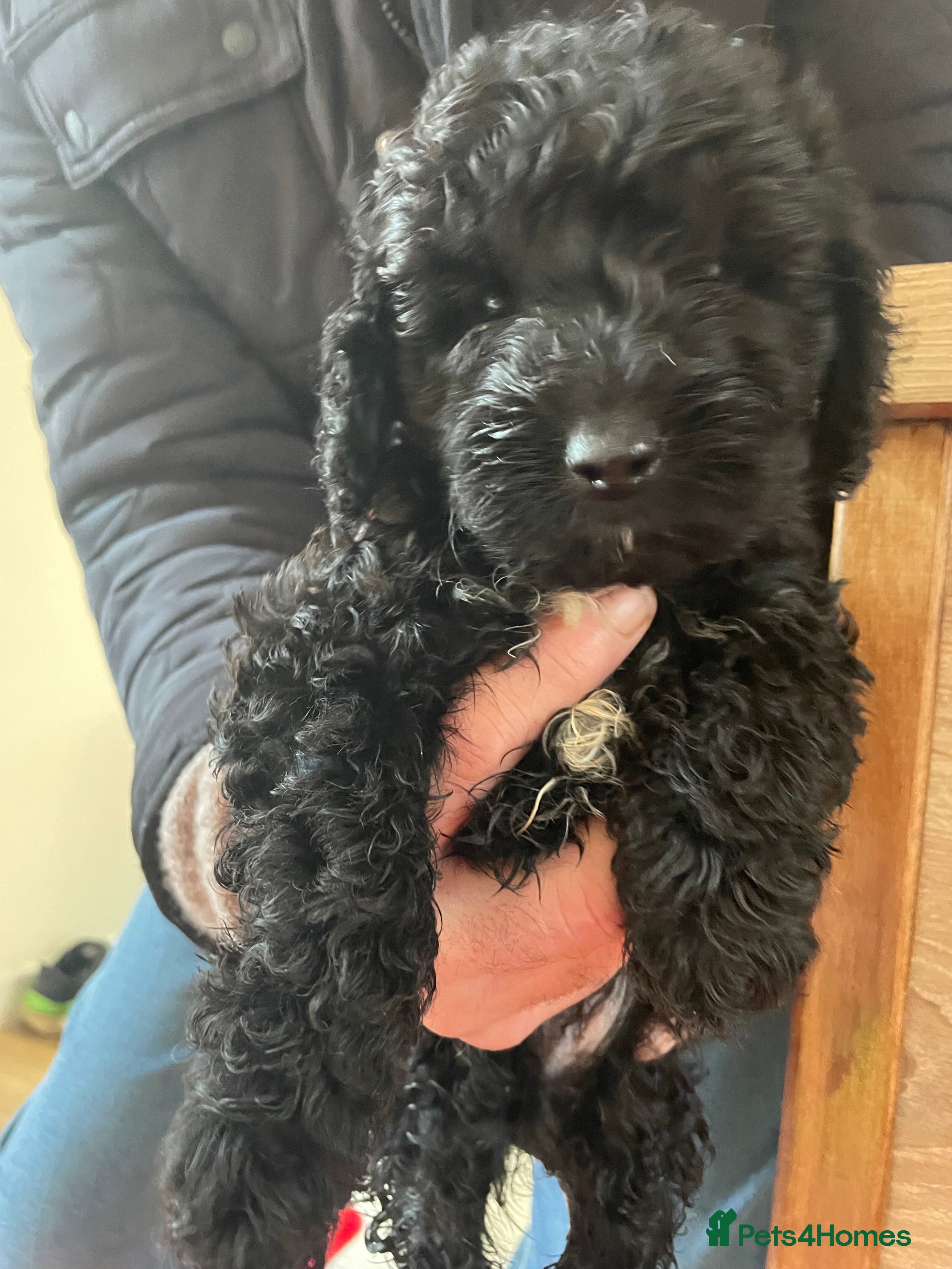 Cockapoo dogs  cockapoo boy - Advert 14