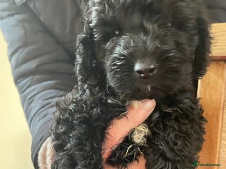 Cockapoo dogs cockapoo boy - Advert 14