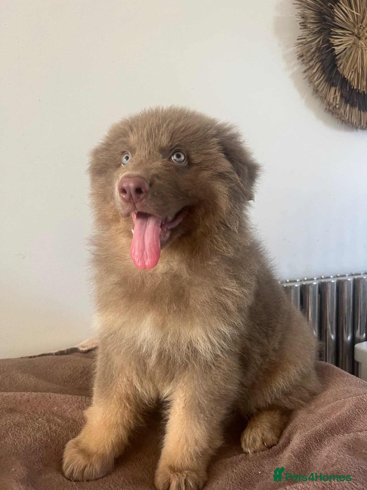 German Shepherd dogs German Shepherd Puppies Liver Tan Isabella Tan  - Advert 2