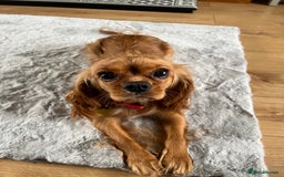 Cavalier King Charles Spaniel dogs for sale: Stunning KC Reg Cavaliers ✨ Fully Health Tested ✨ - Image 5