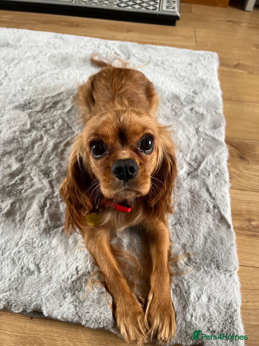 Cavalier King Charles Spaniel dogs for sale: Stunning KC Reg Cavaliers ✨ Fully Health Tested ✨ - Image 5