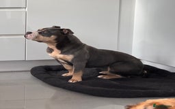 American Bully dogs for sale: Pocket Bully - 8months old - Image 3