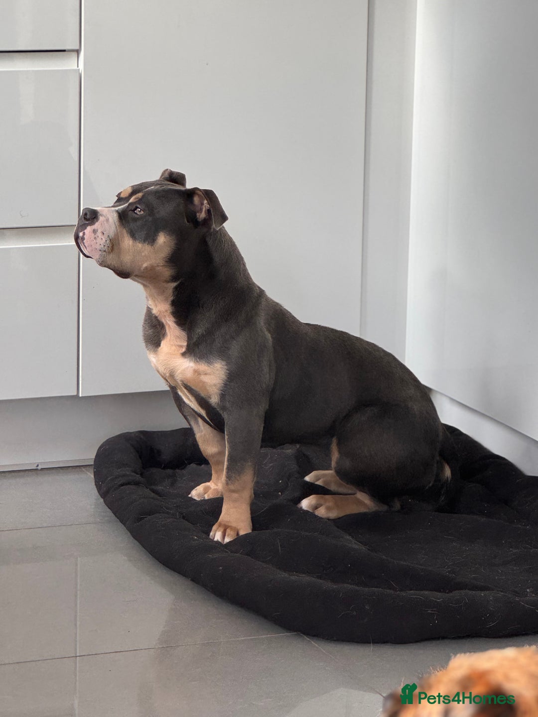 American Bully dogs for sale: Pocket Bully - 8months old - Image 3