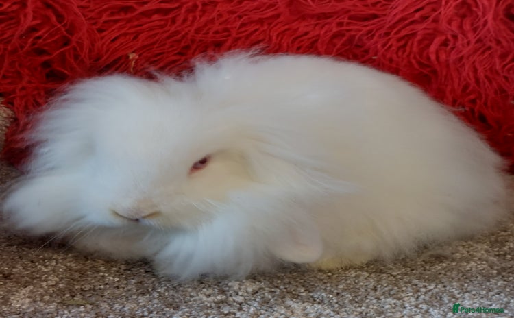Mini Lop rabbits - Advert 14