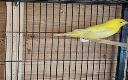 Canaries birds for sale: Canarys  - Image 2