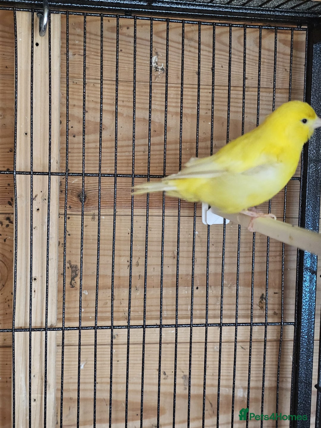 Canaries birds for sale: Canarys  - Image 2