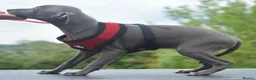 Italian Greyhound dogs for sale: Kc registered Italian greyhound pups  - Advert 8