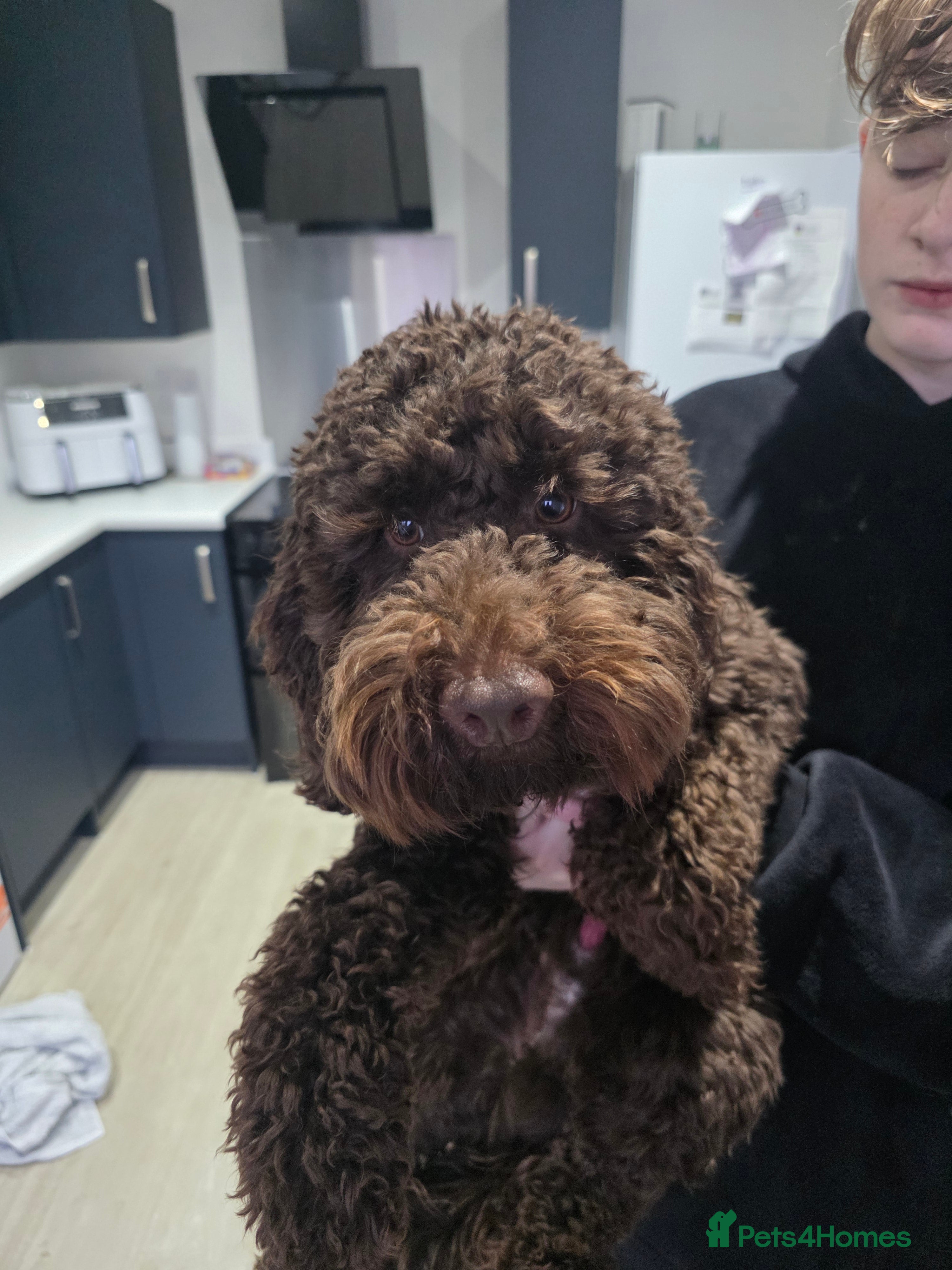 Labradoodle dogs Male labradoodle  - Advert 10