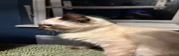 Ragdoll cats for sale: Ragdoll seal point/bluepoint - Advert 23