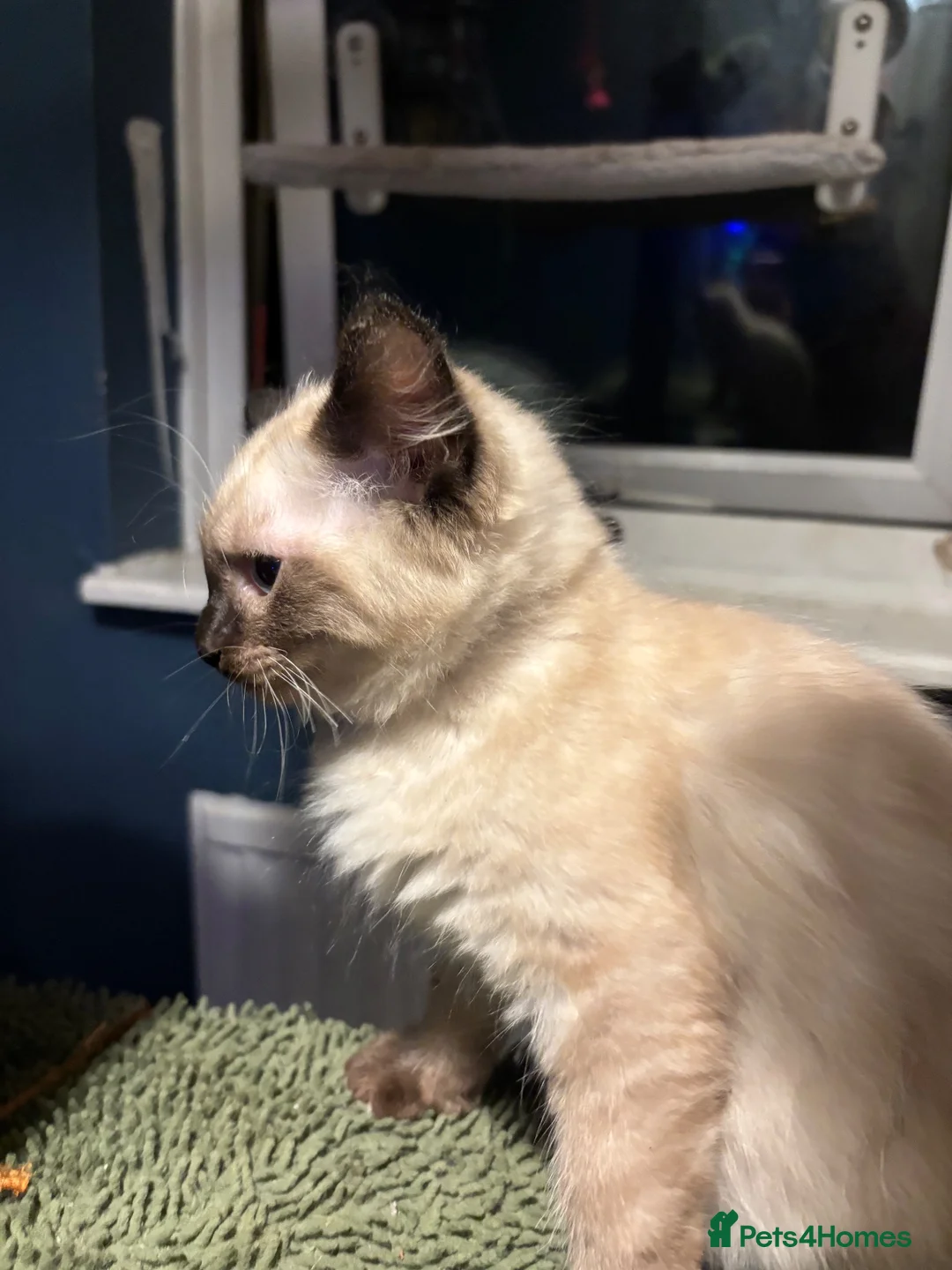 Ragdoll cats for sale: Ragdoll seal point/bluepoint - Advert 23