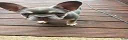French Bulldog dogs for sale: Grey and tan French bull dog in Boston - Advert 4