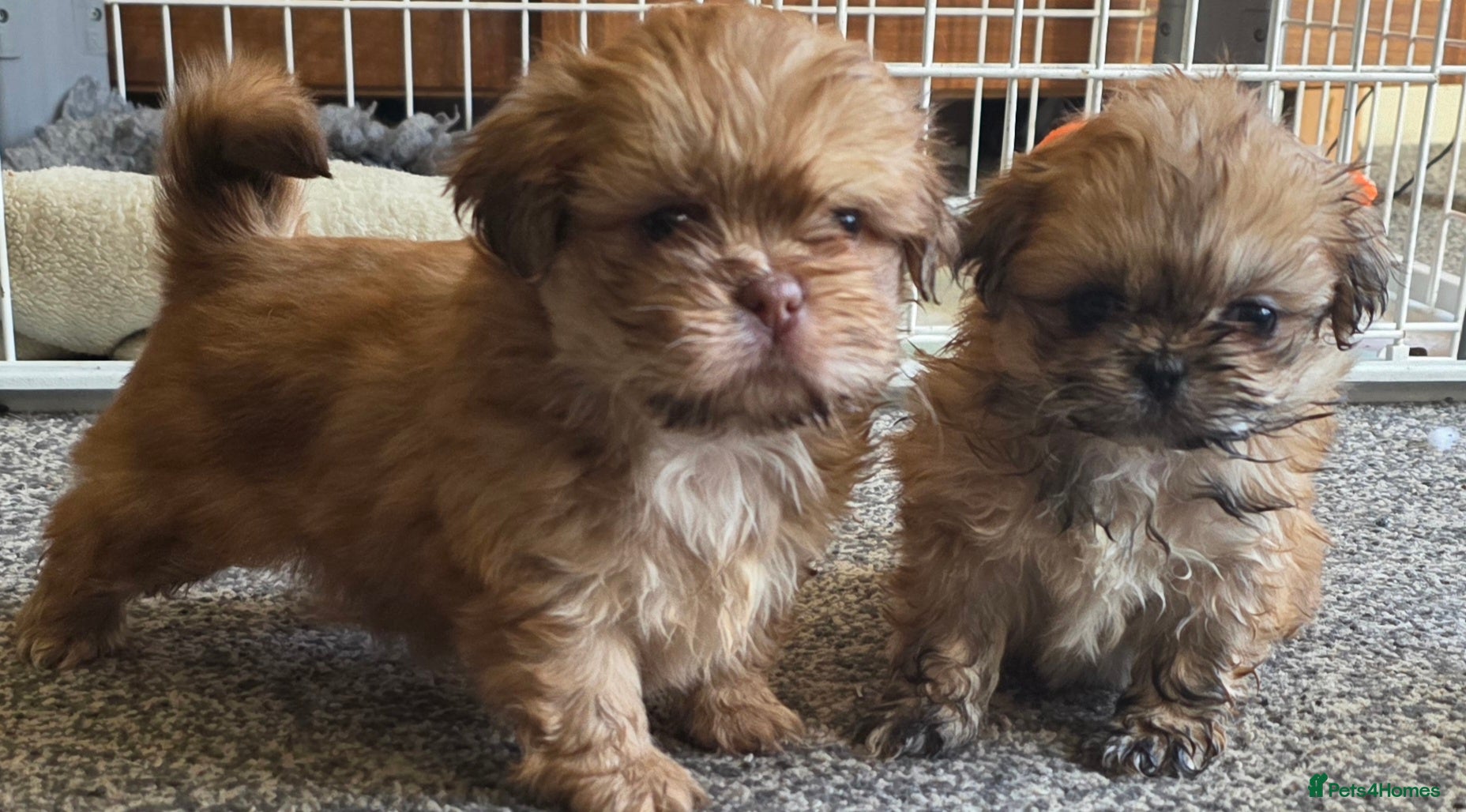 Shih Tzu dogs Stunning KC Reg imperial shih tzu puppies - Advert 1