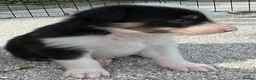 Border Collie dogs for sale: Border Collie Puppies  - Advert 23