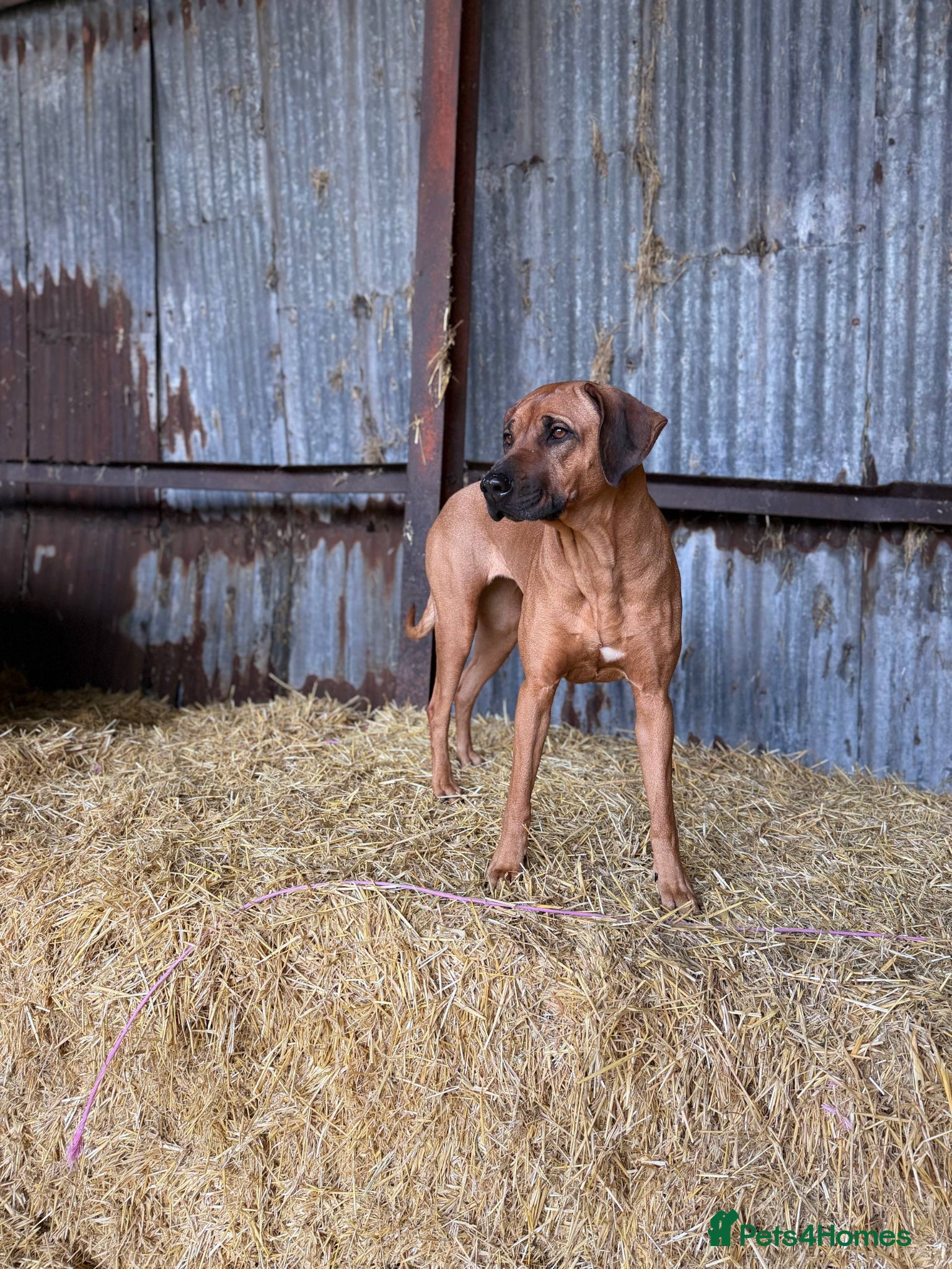 Rhodesian Ridgeback dogs for sale: Waiting List Open - Due 12th June in Melksham - Advert 12