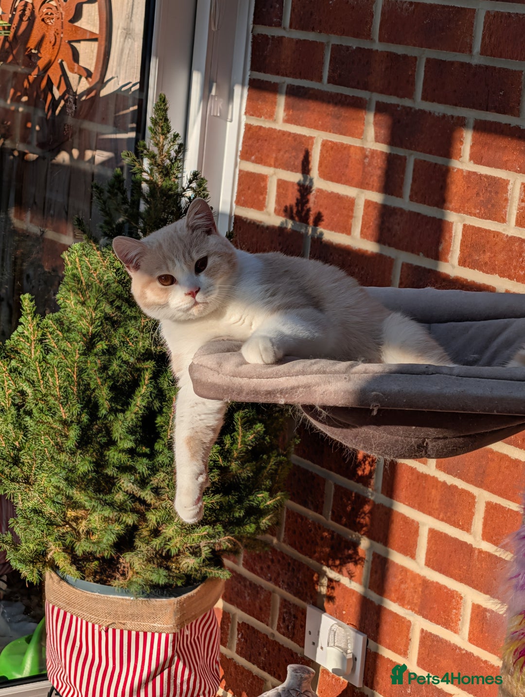 British Shorthair cats for sale: 🐻‍❄️*Quality Bsh kittens*check prices*only 2left* - Advert 7