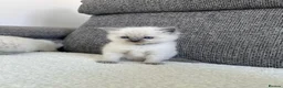 Ragdoll cats for sale: Beautiful Chunky Litter of Ragdolls - Advert 3