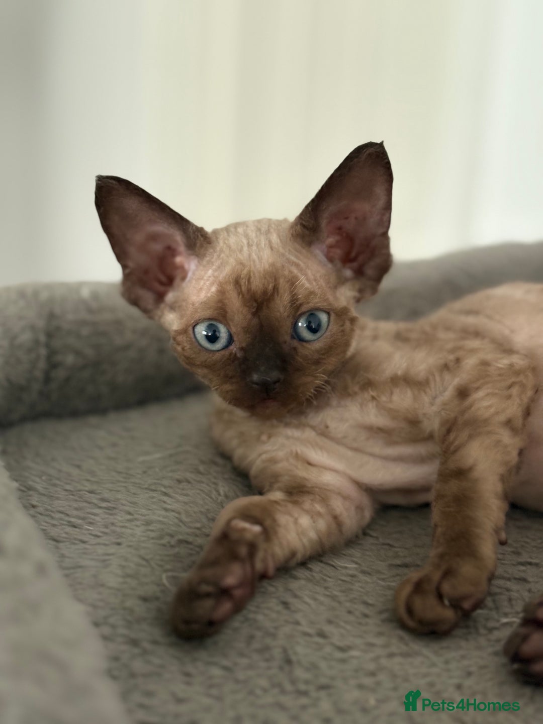 Devon Rex cats for sale: ❤️2 male Devon rex available 😻 - Image 17
