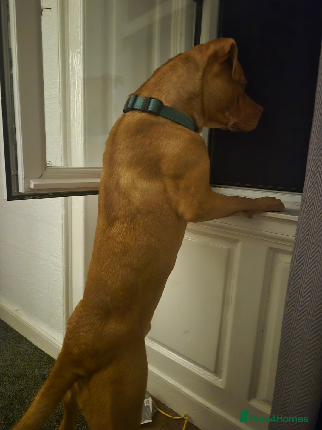 American Bulldog dogs for stud: JUST OVER 1 YEAR OLD MALE, AMEICAN BULLDOG CROSS - Advert 3